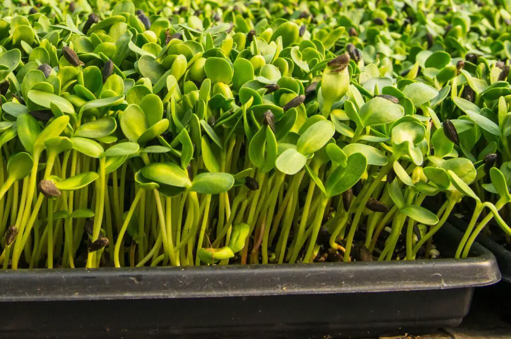 Microgreens can be grown quite easily in a Garage