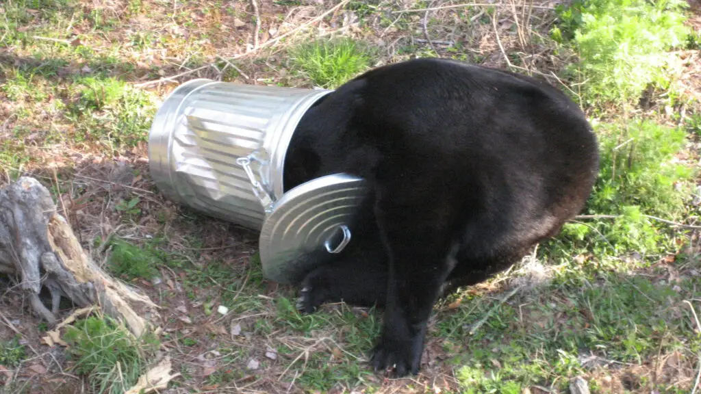 Where to Place Garbage Can - Not where Wildlife can get to them