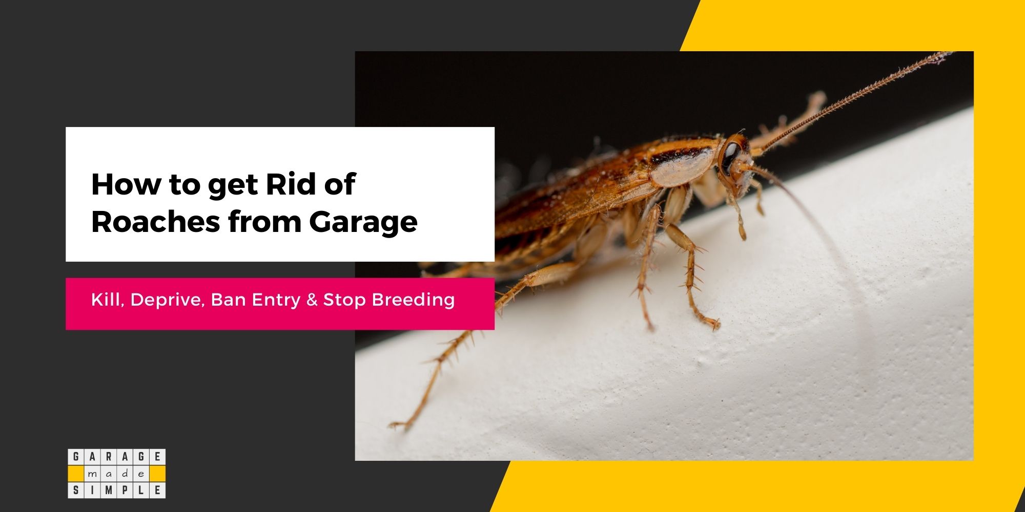 How To Get Rid of Roaches From Your Garage? (The Best Solutions!)