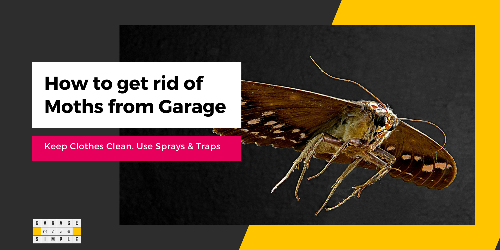 How To Get Rid of Moths From Your Garage? (13 Effective Ways!)