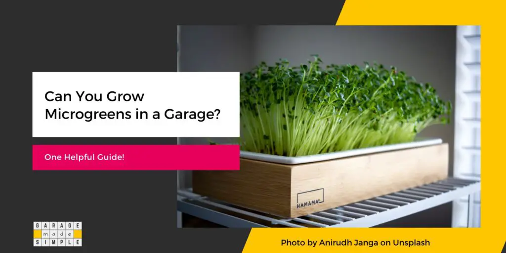 Can You Grow Microgreens in a Garage?