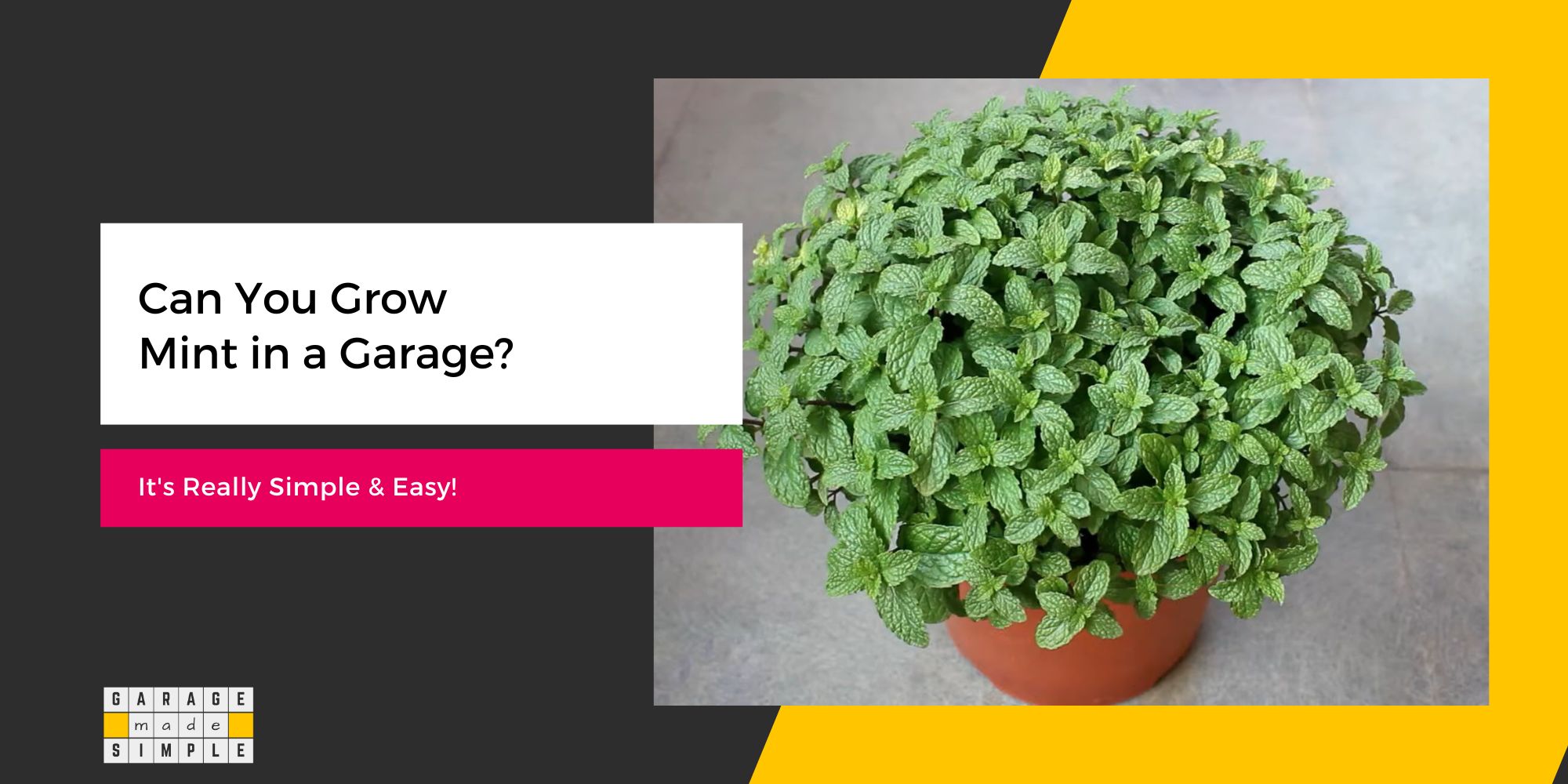 Can You Grow Mint in a Garage? It’s Really Simple & Easy!