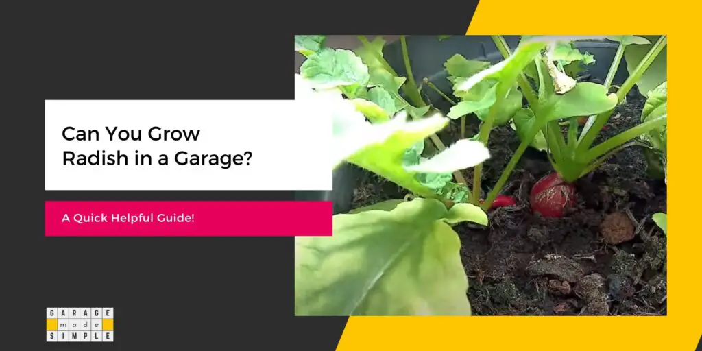 Can You Grow Radish in a Garage?
