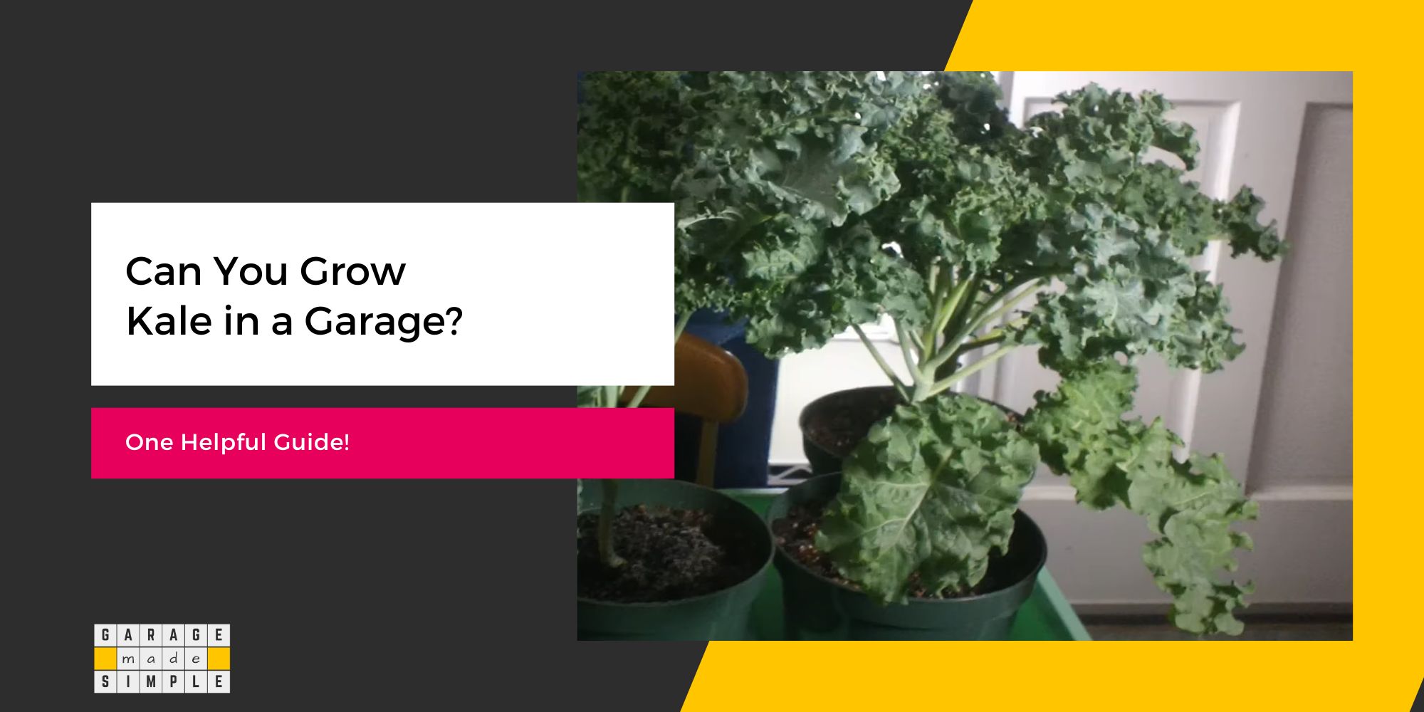 Can You Grow Kale in a Garage? (One Helpful Guide!)