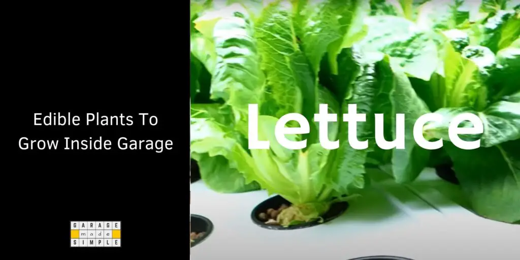 Lettuce grows really fast under Grow Lights in a Garage Hydroponic System