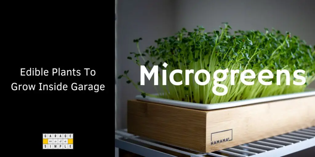 Edible Plants To Grow Inside Garage - Microgreens