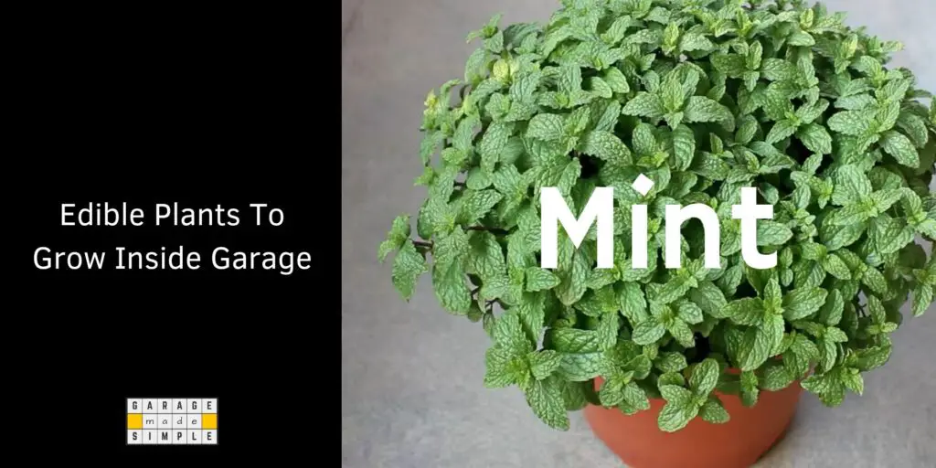 Edible Plants To Grow Inside Garage - Mint