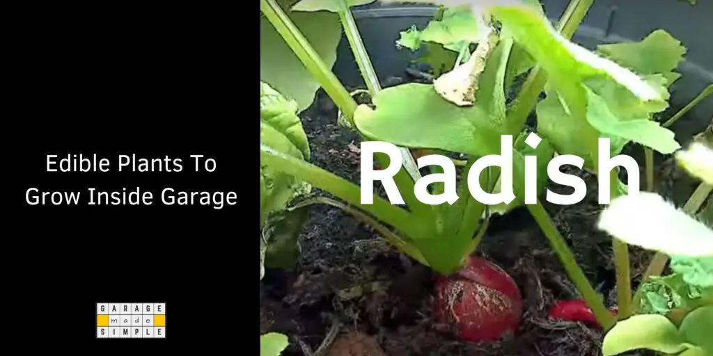 Radish is a fast growing plant