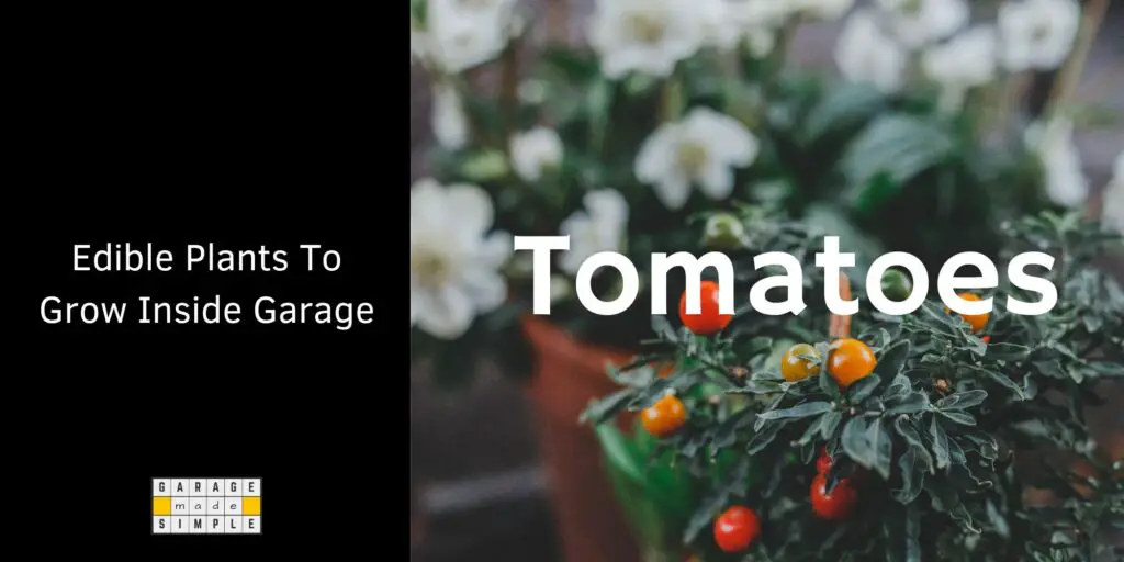 Grow Tomatoes in Your Garage