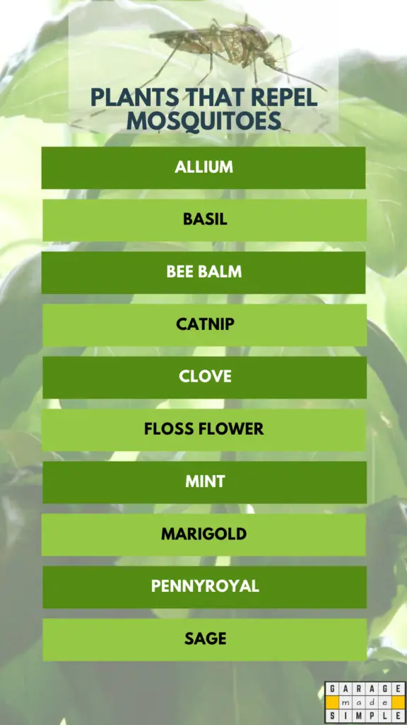 Infographic on Plants that Repel Mosquitoes